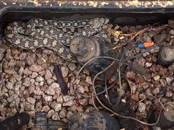 Snake Living In Sprinkler Box